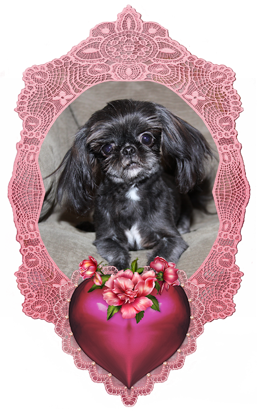 Dancer  Tiny Little Chinese Imperial Stud